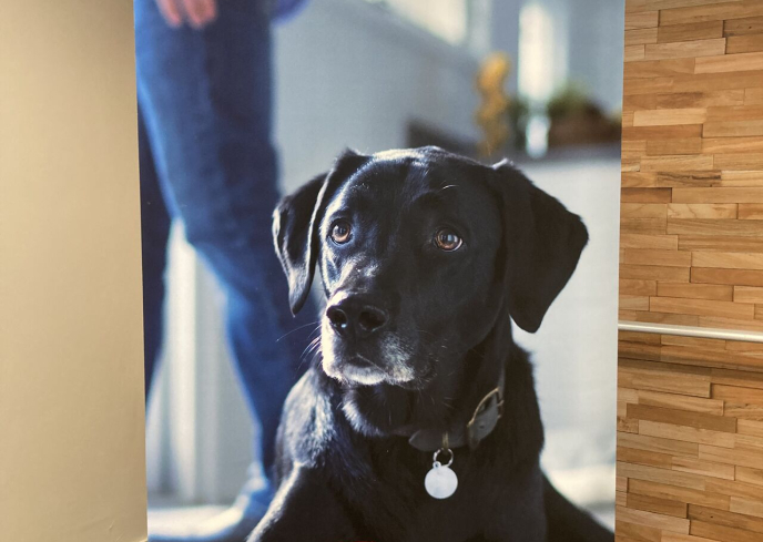 🐾  La Roue du Poids : quand le blended learning transforme la formation vétérinaire